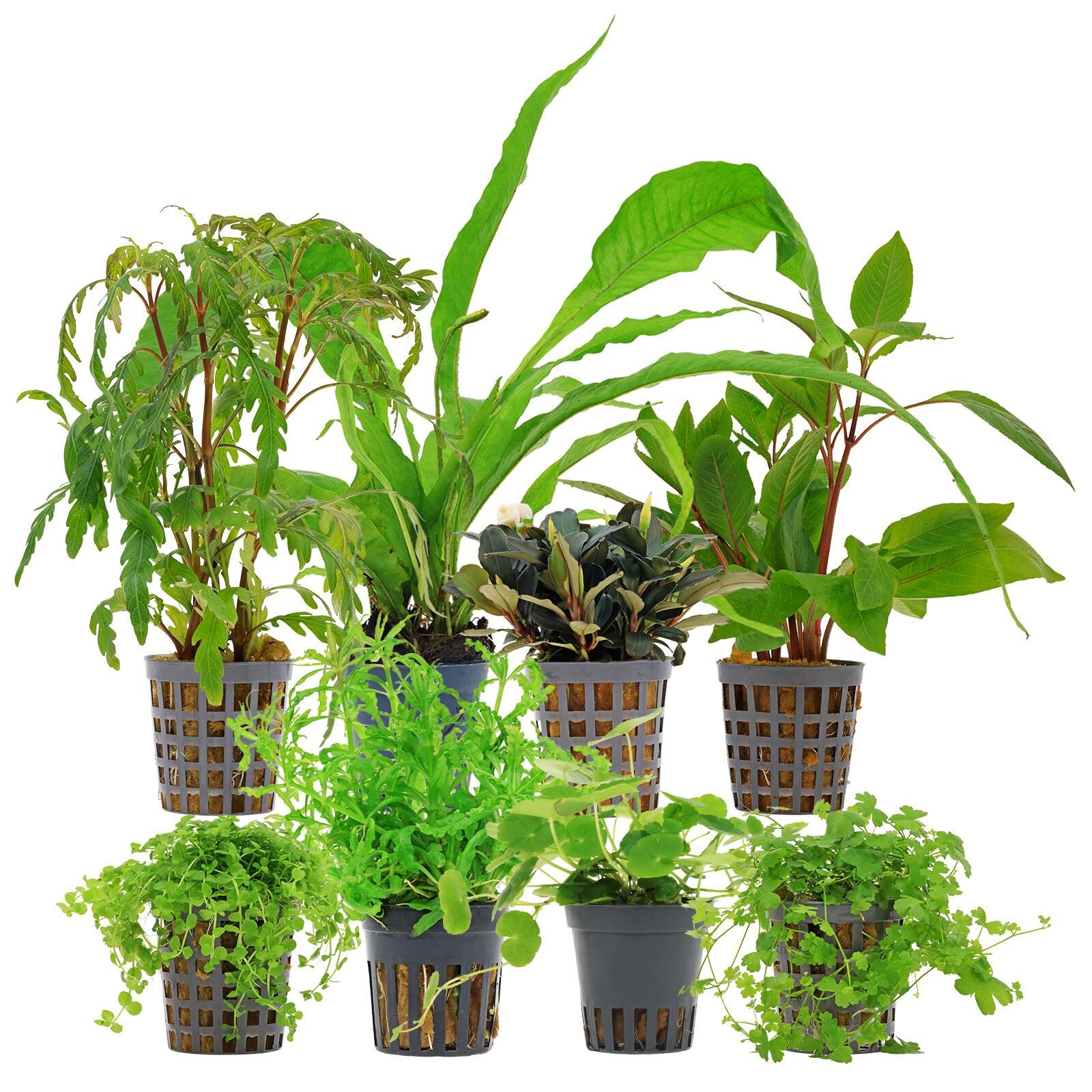 Aquarium Plant Set - 250 Liters - Green - Medium - No. 02