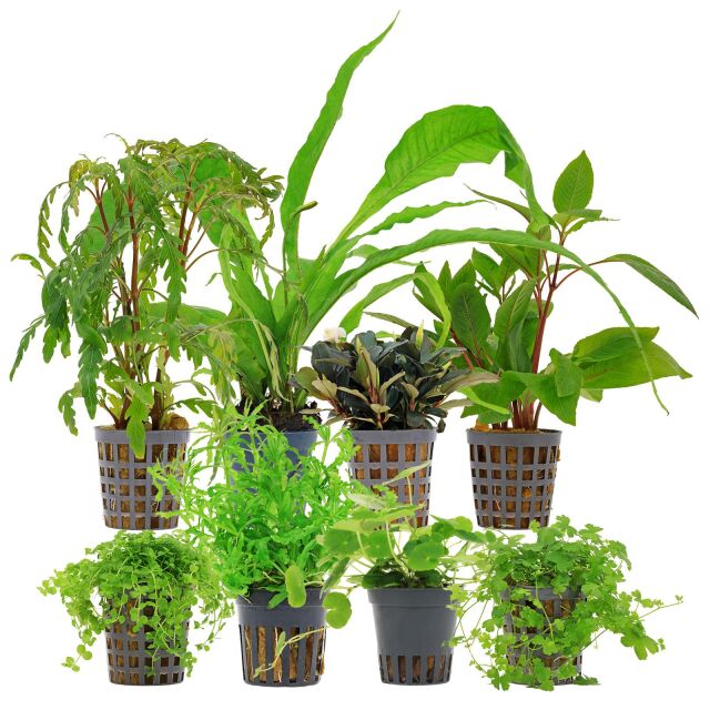 Aquarium Plant Set - 250 Liters - Green - Medium - No. 02