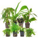 Aquarienpflanzen Set - 250 Liter - Grün - mittel -...