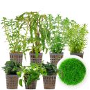 Aquarienpflanzen Set - 250 Liter - Grün - mittel -...