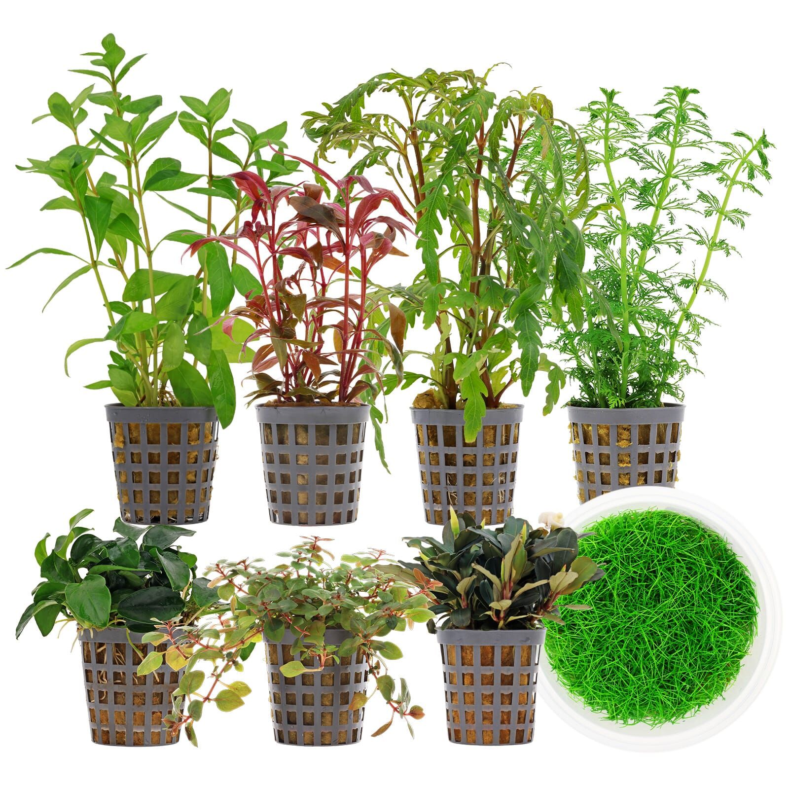 Aquarienpflanzen Set - 250 Liter - Farbig - mittel - Nr. 01