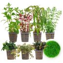 Aquarienpflanzen Set - 250 Liter - Farbig - mittel - Nr. 01