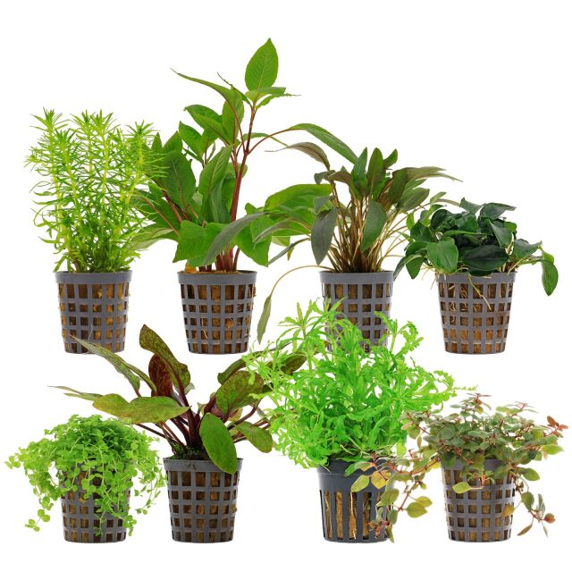 Aquarienpflanzen Set - 250 Liter - Farbig - mittel - Nr. 02