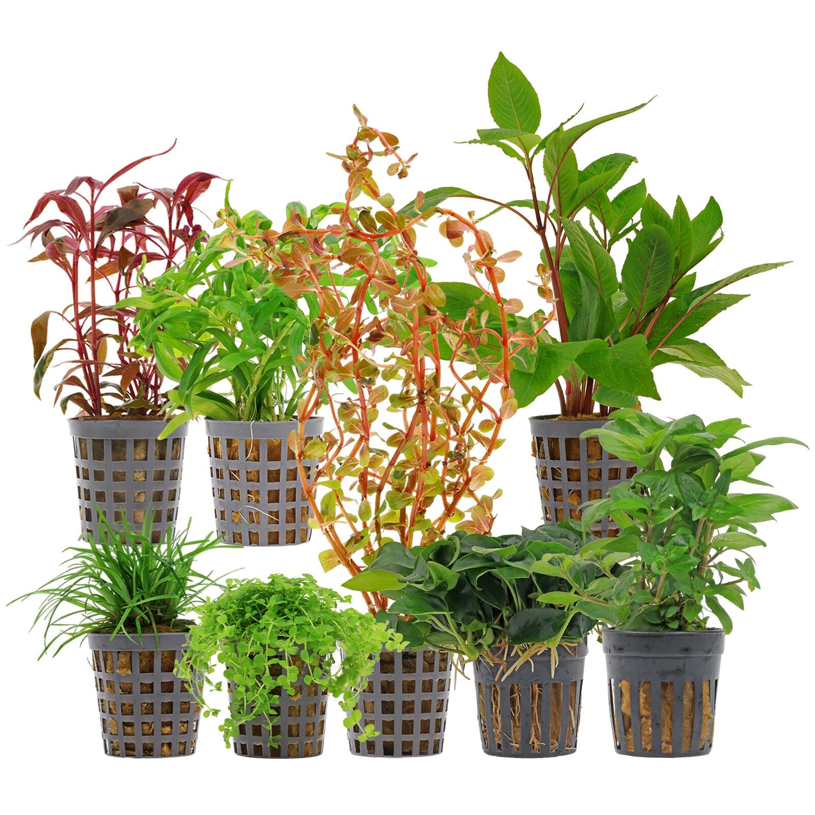 Aquarienpflanzen Set - 250 Liter - Farbig - mittel - Nr. 04