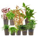 Aquarienpflanzen Set - 250 Liter - Farbig - mittel - Nr. 04