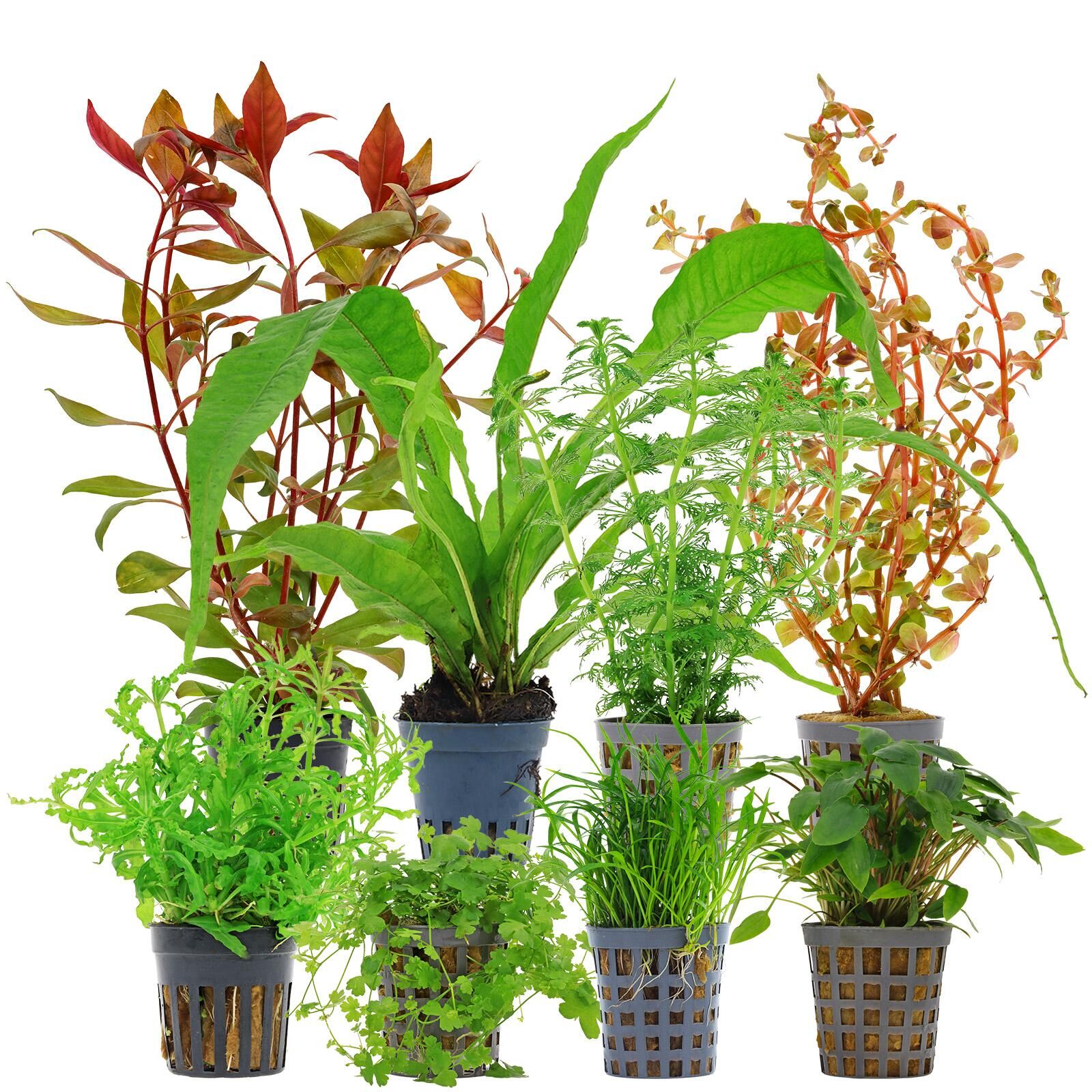 Aquarienpflanzen Set - 250 Liter - Farbig - mittel - Nr. 05