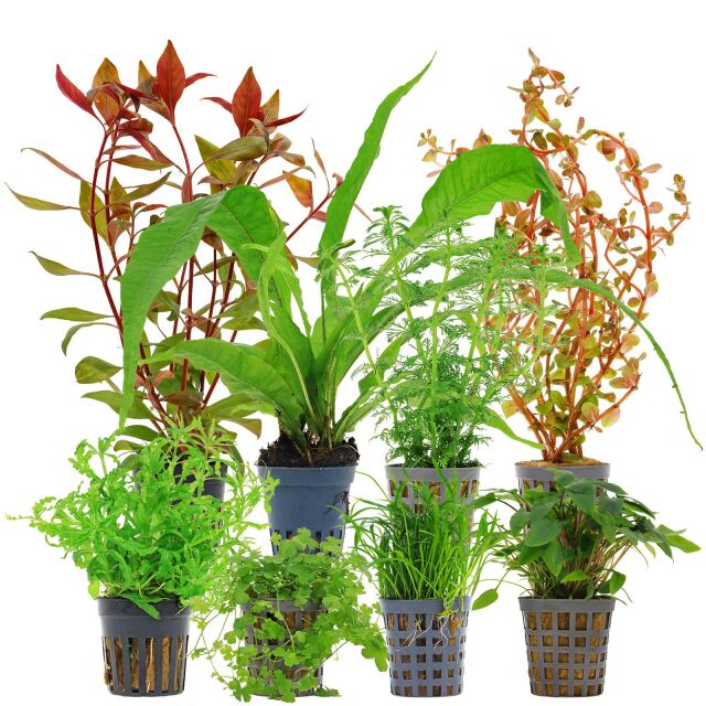 Aquarienpflanzen Set - 250 Liter - Farbig - mittel - Nr. 05