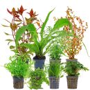 Aquarienpflanzen Set - 250 Liter - Farbig - mittel - Nr. 05