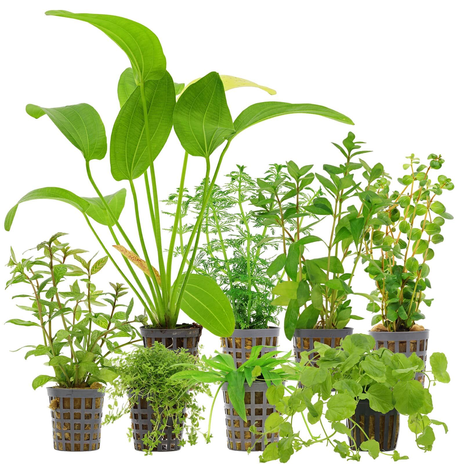 Aquarienpflanzen Set - 250 Liter - Algenkiller - Gr&uuml;n - Nr. 02