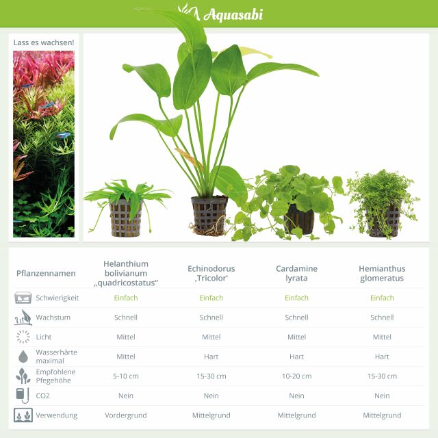 Aquarienpflanzen Set - 250 Liter - Algenkiller - Gr&uuml;n - Nr. 02