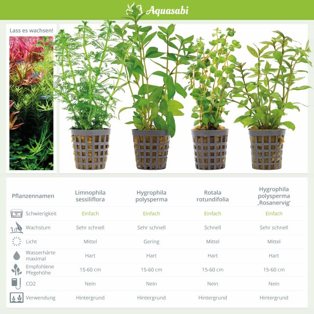 Aquarium Plant Set - 250 Liters - Algae Control - Green - No. 02