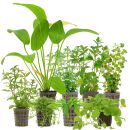 Aquarienpflanzen Set - 250 Liter - Algenkiller -...