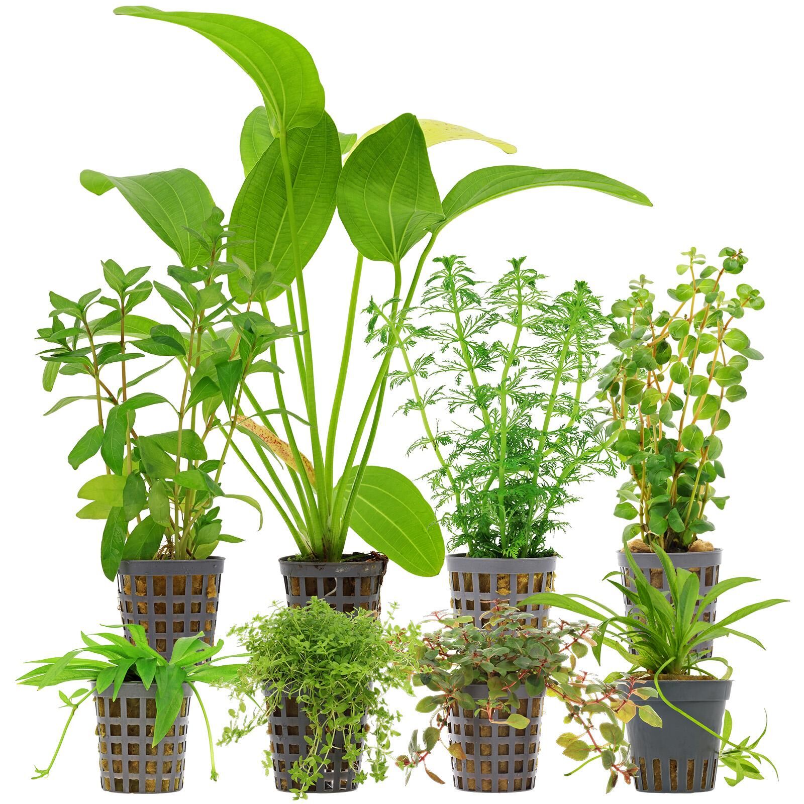 Aquarienpflanzen Set - 250 Liter - Algenkiller - Farbig - Nr. 01