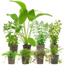 Aquarienpflanzen Set - 250 Liter - Algenkiller - Farbig -...