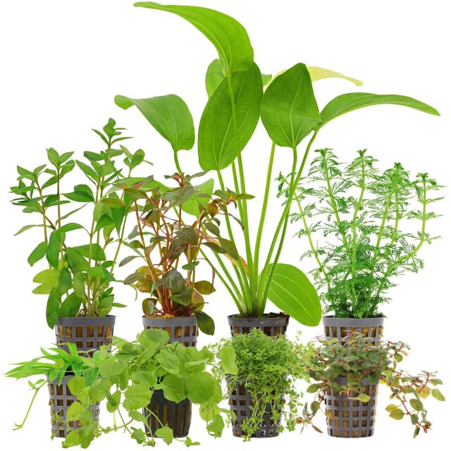 Aquarienpflanzen Set - 250 Liter - Algenkiller - Farbig - Nr. 02