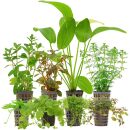 Aquarienpflanzen Set - 250 Liter - Algenkiller - Farbig -...