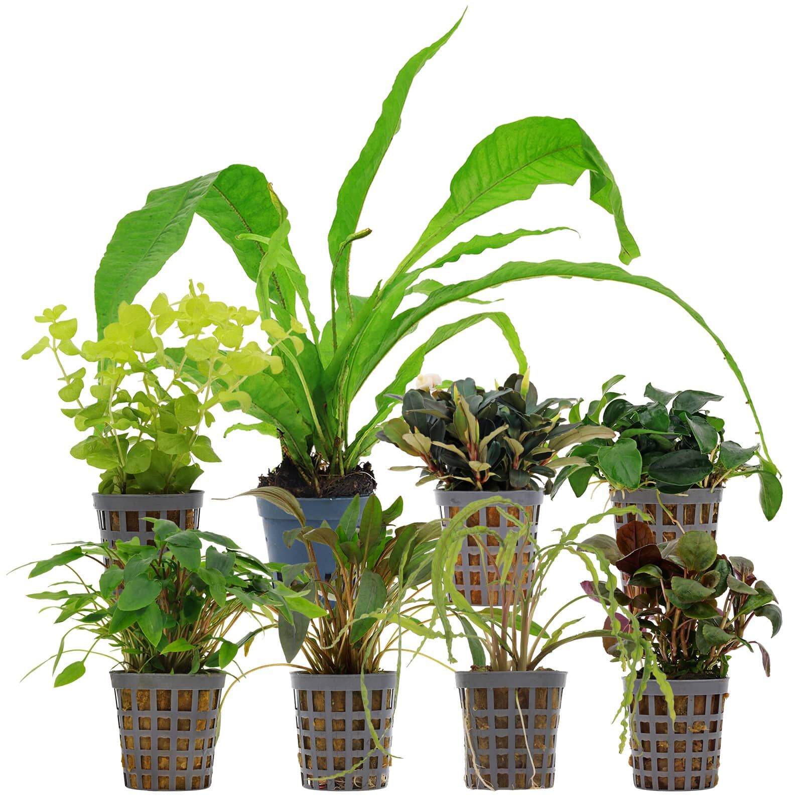 Aquarienpflanzen Set - 250 Liter - Wenig Pflegeaufwand - Gr&uuml;n - Nr. 01