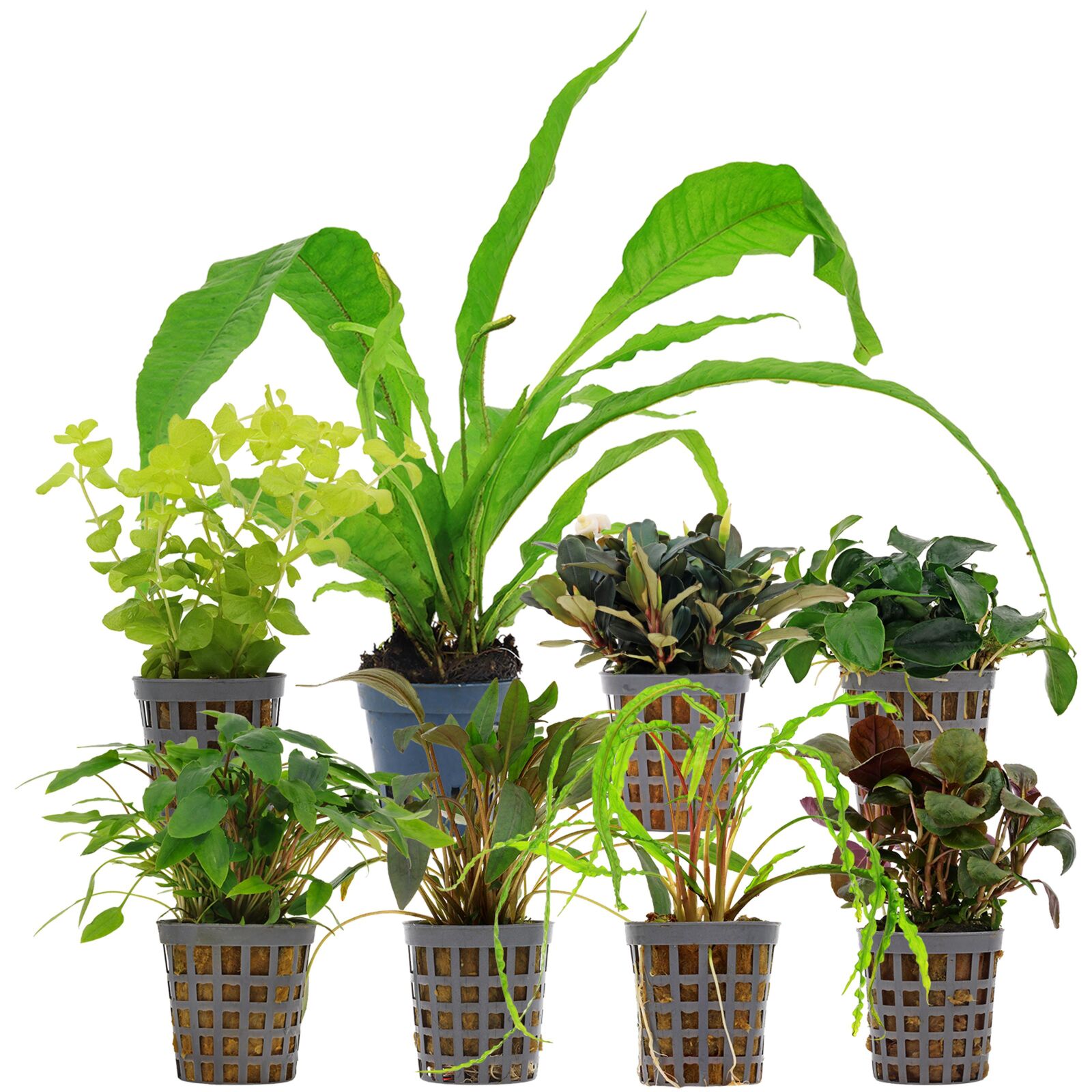 Aquarium Plant Set - 250 Liters - Low Maintenance - Green - No. 01