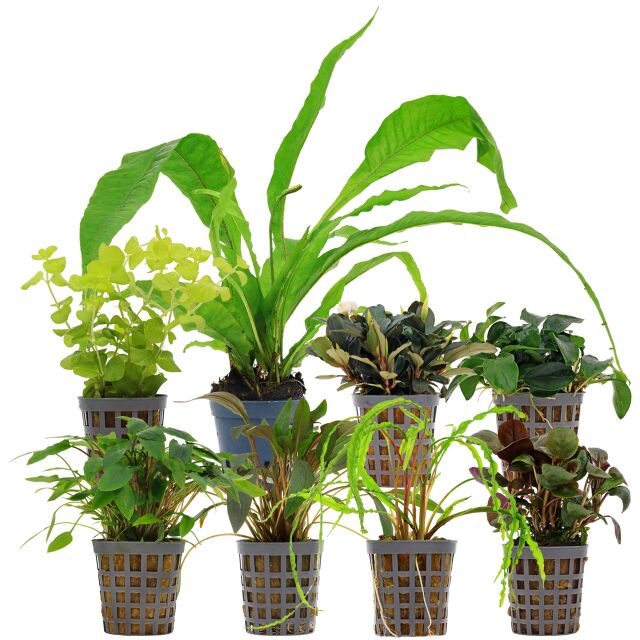 Aquarium Plant Set - 250 Liters - Low Maintenance - Green - No. 01