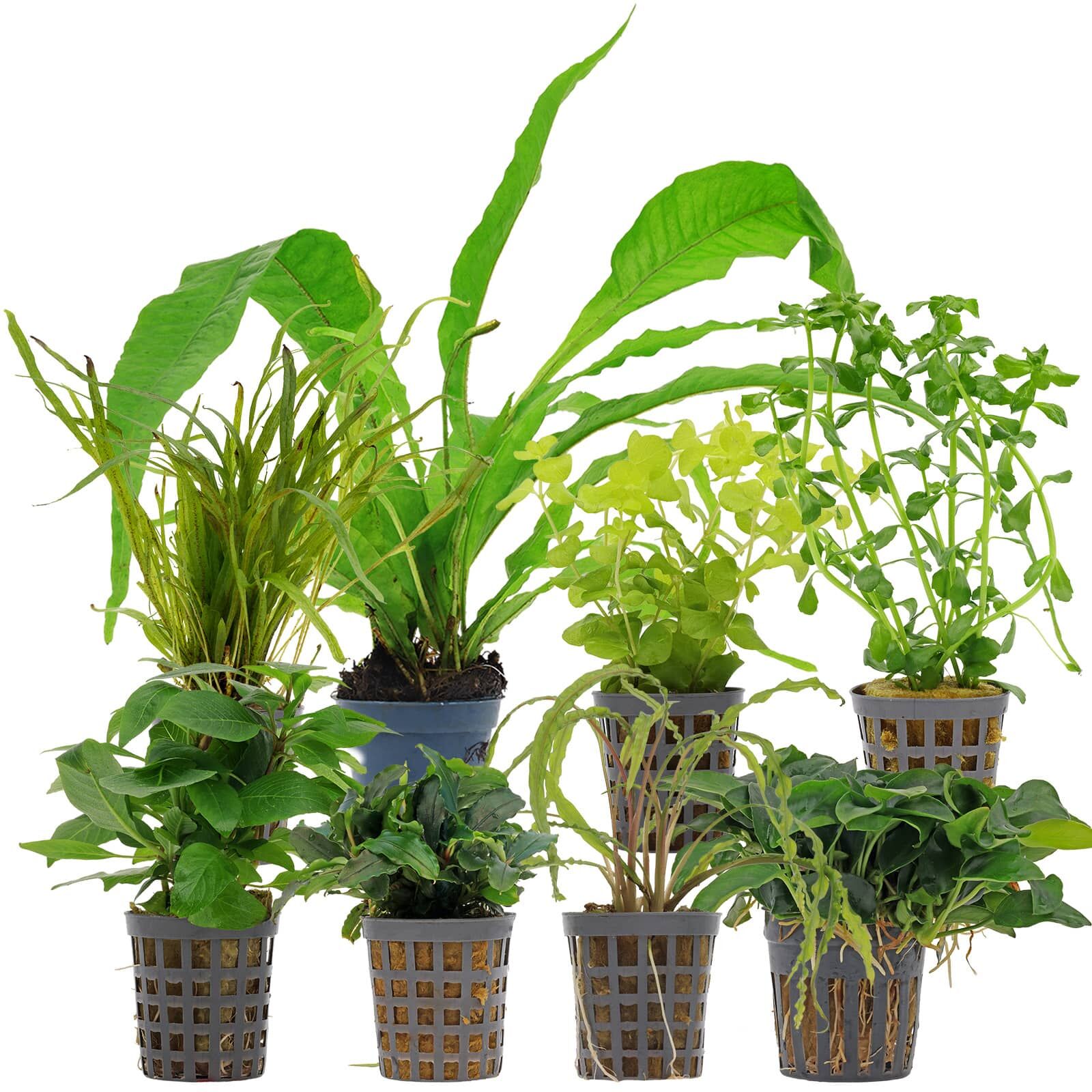 Aquarienpflanzen Set - 250 Liter - Wenig Pflegeaufwand - Gr&uuml;n - Nr. 02