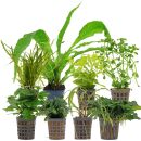 Aquarienpflanzen Set - 250 Liter - Wenig Pflegeaufwand -...
