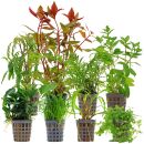 Aquarienpflanzen Set - 250 Liter - Grün - mittel -...