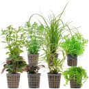 Aquarienpflanzen Set - 250 Liter - Grün - mittel -...