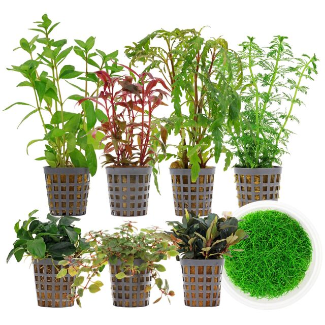 Aquarienpflanzen Set - 250 Liter - Farbig - mittel - Nr. 01