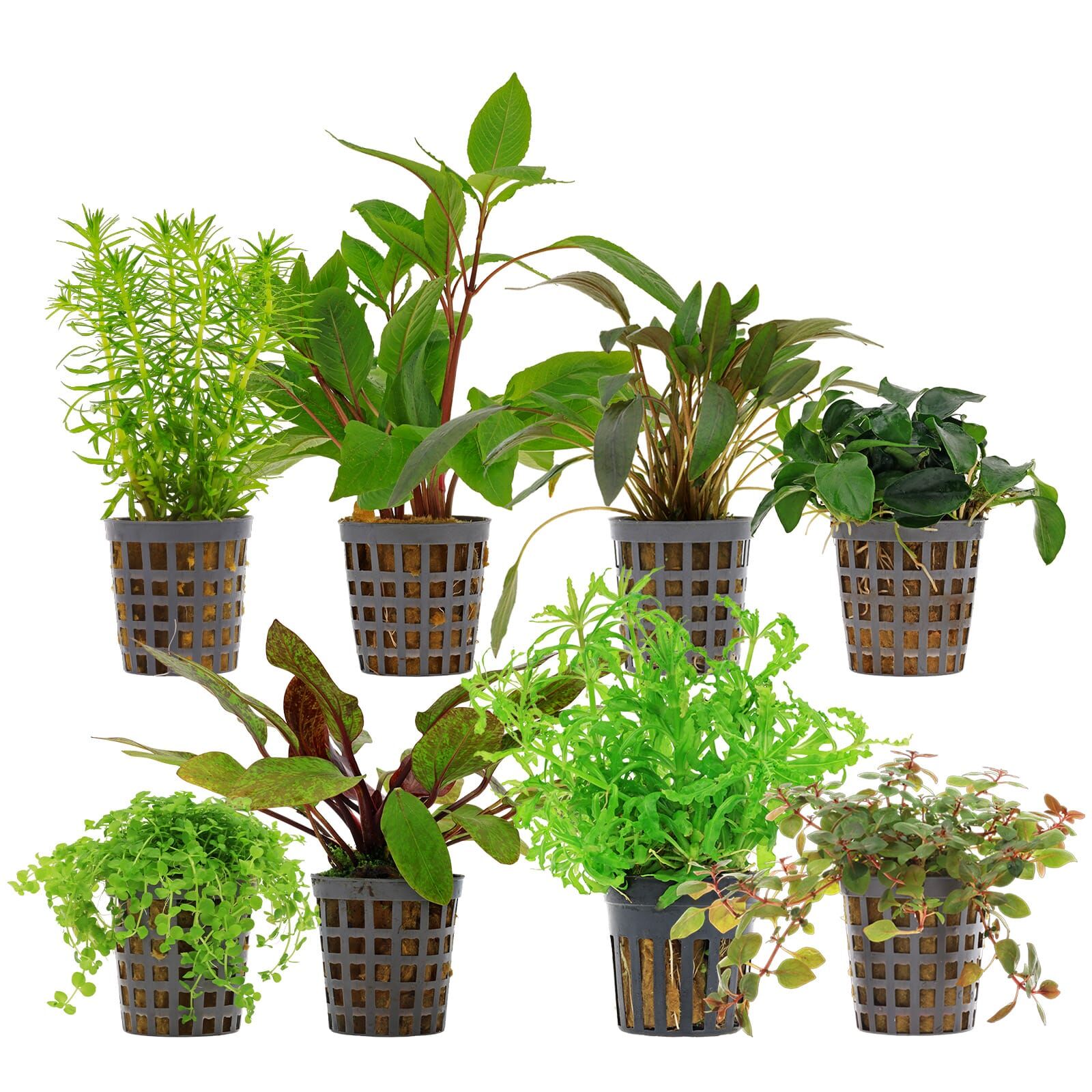 Aquarienpflanzen Set - 250 Liter - Farbig - mittel - Nr. 02