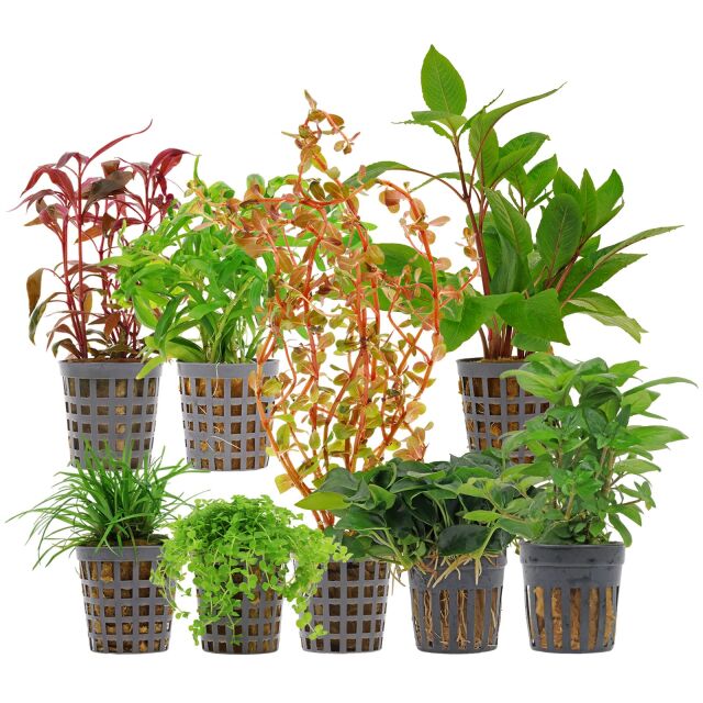 Aquarienpflanzen Set - 250 Liter - Farbig - mittel - Nr. 04