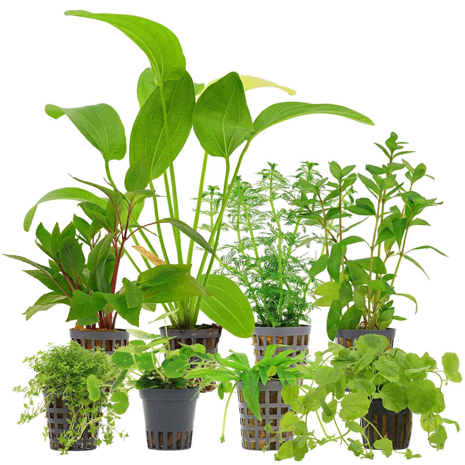 Aquarienpflanzen Set - 250 Liter - Algenkiller - Gr&uuml;n - Nr. 01