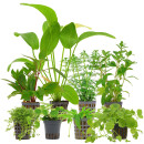 Aquarienpflanzen Set - 250 Liter - Algenkiller -...