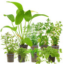 Aquarienpflanzen Set - 250 Liter - Algenkiller -...