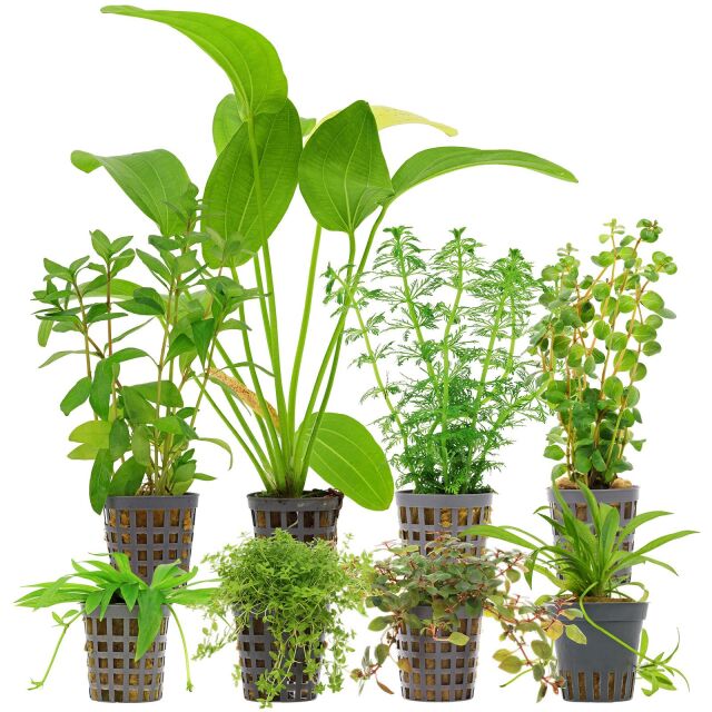 Aquarienpflanzen Set - 250 Liter - Algenkiller - Farbig - Nr. 01