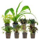 Aquarienpflanzen Set - 250 Liter - Wenig Pflegeaufwand -...
