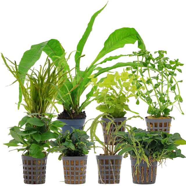 Aquarienpflanzen Set - 250 Liter - Wenig Pflegeaufwand - Gr&uuml;n - Nr. 02