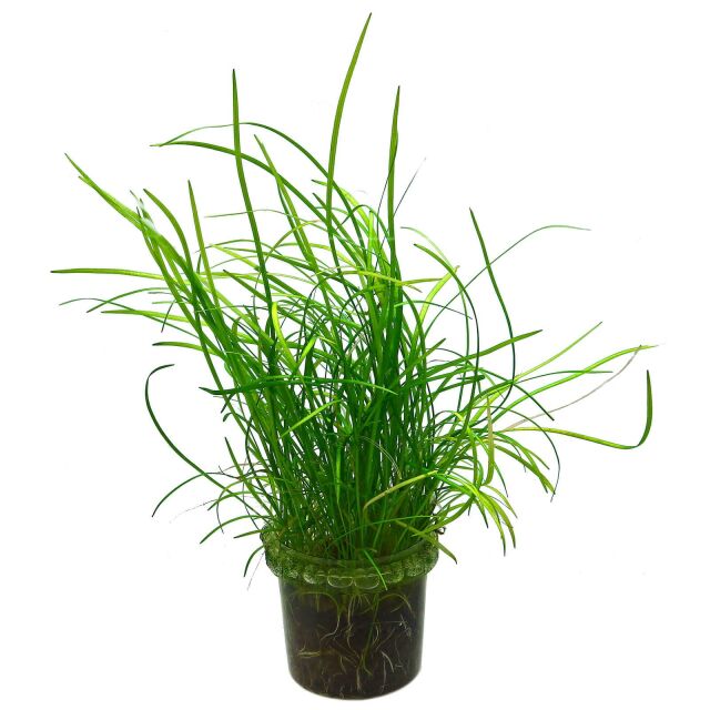 Sagittaria sp. "Needle"