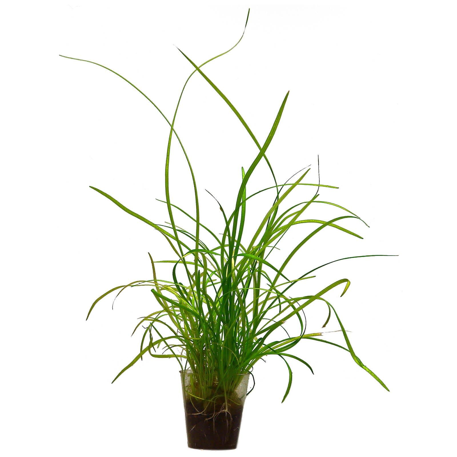 Sagittaria sp. "Needle"