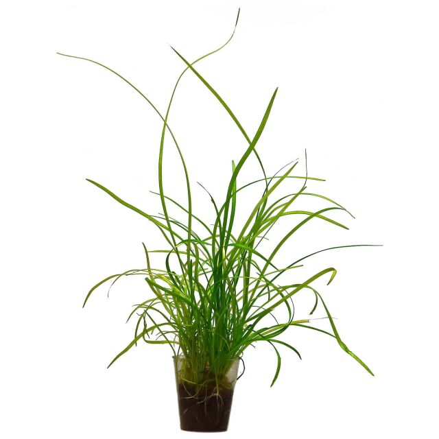 Sagittaria sp. "Needle"