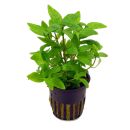 Staurogyne repens - Topf