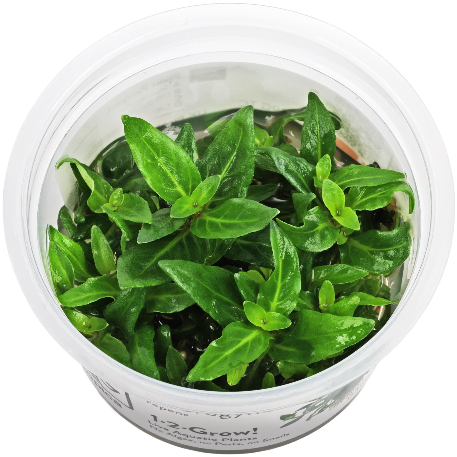 Staurogyne repens