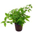 Staurogyne sp. "Porto Velho" - Topf