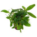 Staurogyne sp. Bihar
