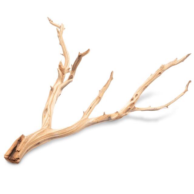 Ghost Wood