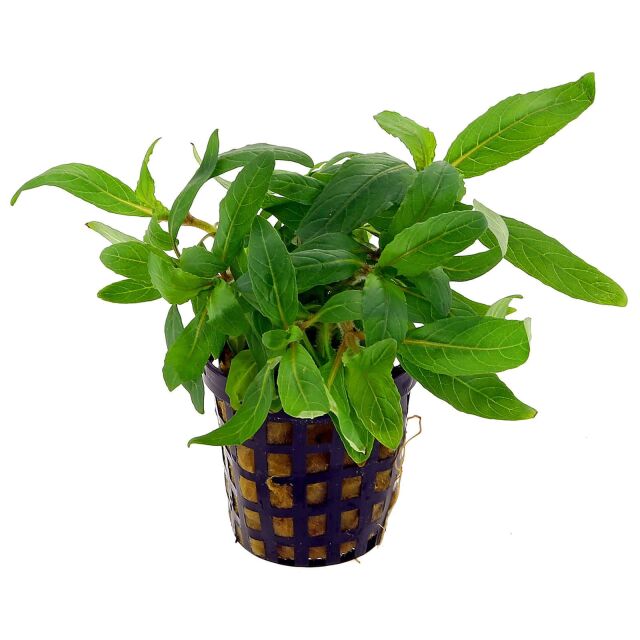 Staurogyne sp. 'Bihar'