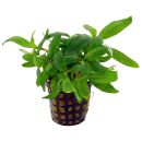 Staurogyne sp. Bihar - Topf