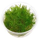 Taxiphyllum alternans "Taiwan Moss"