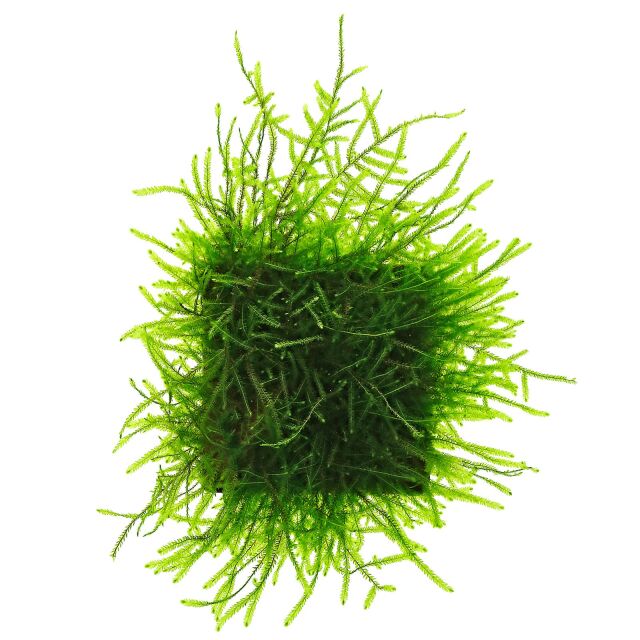 Taxiphyllum barbieri "Java moss"