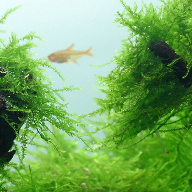 Taxiphyllum barbieri "Java moss"