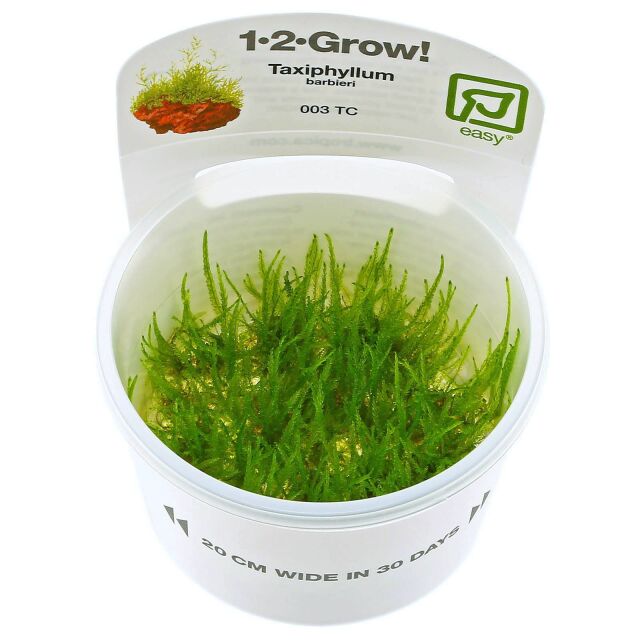 Taxiphyllum barbieri "Java moss"